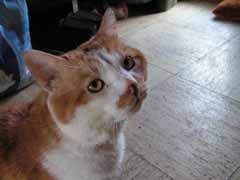 Photo de Garfield ayant servi  la ralisation sur commande du portrait de chat
